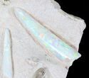 Opal Replaced Belemnite & Clam Fossils - Australia #21910-10